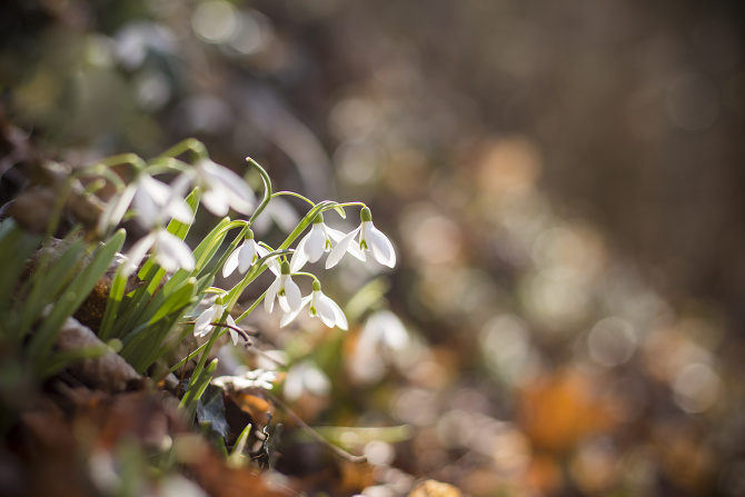 Snežienkový Röthelstein